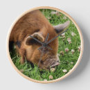 Suche nach niedliches schwein wanduhren Tiere