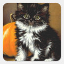 Suche nach weiße katze aufkleber Tuxedo