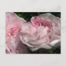 Suche nach altmodische rose postkarten Rosa