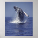 Suche nach buckelwal poster Ozeane