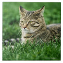 Suche nach hauskatzen fliesen Tabby