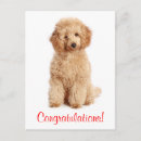 Suche nach paddeln karten Welpen