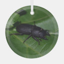 Suche nach käfer ornamente Fehler