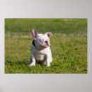 Suche nach bulldoggen poster Französisch