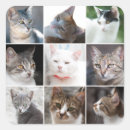 Suche nach katzengesicht aufkleber Tiere