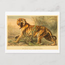 Suche nach bengalen postkarten Tiger