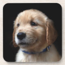 Suche nach goldene retriever untersetzer Kaninchen