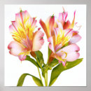 Suche nach peruanische poster Blume