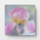 Suche nach iris fotoplatten Blume