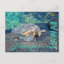 Suche nach hawaii schildkröten postkarten Souvenir