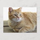 Suche nach gelbe katze postkarten Tier