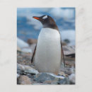 Suche nach gentoo pinguin postkarten Eis
