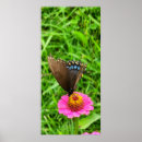 Suche nach schwarzer schmetterling poster Naturfotografie