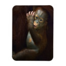 Suche nach orang utans magnete Affe