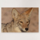 Suche nach kojote puzzle Wild