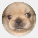 Suche nach pekingese aufkleber Welpe