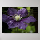 Suche nach clematis poster Blume