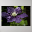 Suche nach clematis poster Sommer