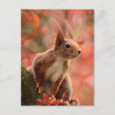 Suche nach eichhörnchen foto postkarten Niedlich