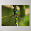 Suche nach drachenfliegen poster Natur