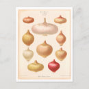 Suche nach zwiebel postkarten Vintag