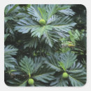 Suche nach französisch polynesien aufkleber Pazifisch