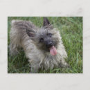 Suche nach cairn postkarten Terrier