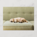 Suche nach couch postkarten Welpe