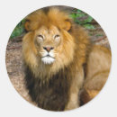 Suche nach löwe foto aufkleber Große katze