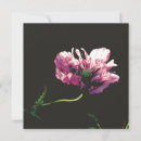 Suche nach papaver Blume