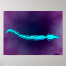 Suche nach mikroskopische poster Zelle