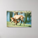 Suche nach rotwild leinwandbilder Natur