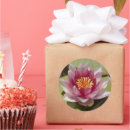 Suche nach rosa wasserlilien aufkleber Lilienpolster