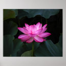 Suche nach lotus poster Blatt
