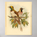 Suche nach gelbe vögel poster Vogel
