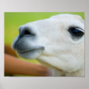 Suche nach llama poster Bauernhof