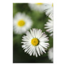 Suche nach margeriten kunst Fotografie