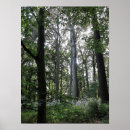 Suche nach heller wald poster Bäume