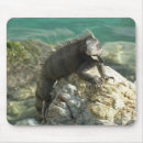 Suche nach iguana mousepads Natur