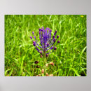 Suche nach blaue hyazinthen poster Blume