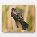 Suche nach amsel mousepads Natur