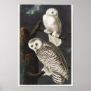 Suche nach kleine eule poster Vogelvogel