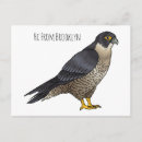 Suche nach wanderfalke postkarten Raubvogel