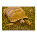 Suche nach amphibisch Schildkröte
