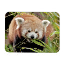 Suche nach roter panda magnete Niedlich