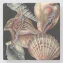 Suche nach seeleben untersetzer Seashell