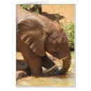 Suche nach waisen postkarten Wild