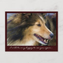 Suche nach collies postkarten Tiere