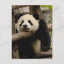 Suche nach bedrohte art postkarten Provinz shaanxi