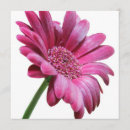 Suche nach rosa gerbera einladungen Blume